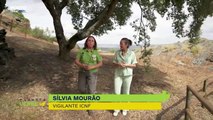 Excerto da entrevista a Sílvia Mourão, vigilante do ICNF sobre as espécies que habitam o Parque Natural.