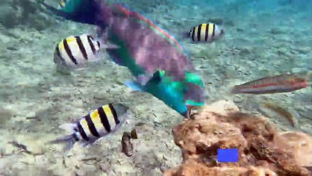 Red Sea corals threatened by mystery sea urchin deaths