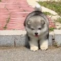 New Funny Dogs Puppies Video, Cute Dogs Video 2023, Cutest Moments Of The Cute Dogs Puppies, Beautiful Dogs Video, New Funny Dogs Pet Video,