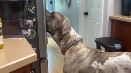 'Too Smart' 10-month-old doggo figures out how to use the ice machine!