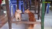 Cats Fighting and Meowing - These Two are Bloody Brothers _ Viral Cat