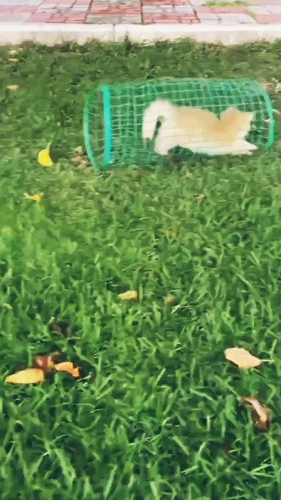 Videoo tv| Influence Lifestyle|Videoo tv Haberler.com| The Fame |Smile Wanted 90sport |VOICI L'Équipe Sports |Local Media |Influence News| Français Tele-Loisirs|fr Discovery footmercato Purepeople| Sureview tv|CNEWS| la chaine| L'Équipe |letribunaldunet |