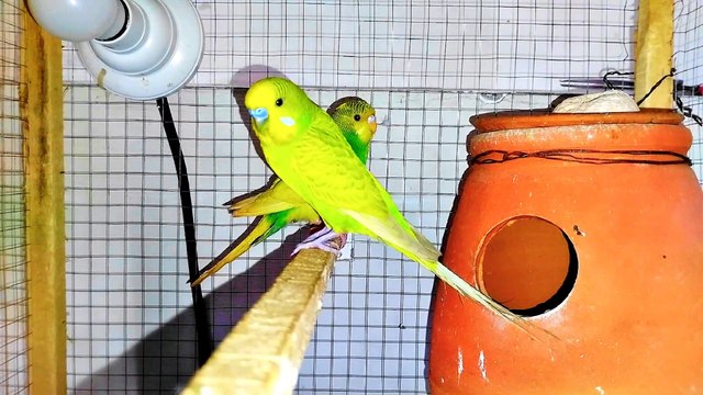 Australian Budgies Parrot: Cute Natural Sounds | Dailymotion's Top Viral Video