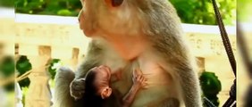 (Tổng hợp)Phần 13.Những chú khỉ con không được khỉ mẹ và đồng loại yêu thươngPoor little monkeys