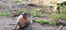 (Tổng hợp)Phần 12.Những chú khỉ con không được khỉ mẹ và đồng loại yêu thươngPoor little monkeys