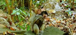 (Tổng hợp)Phần 9.Những chú khỉ con không được khỉ mẹ và đồng loại yêu thương.Poor little monkeys