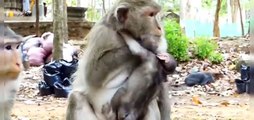 (Tổng hợp)Phần 17.Những chú khỉ con không được khỉ mẹ & ₫ồng loại yêu thương.Poor little monkeys