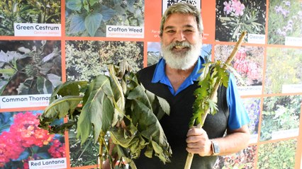 Terry Inkson Mid Coast Council Strategic Weeds Biosecurity Officer talks about plume poppy