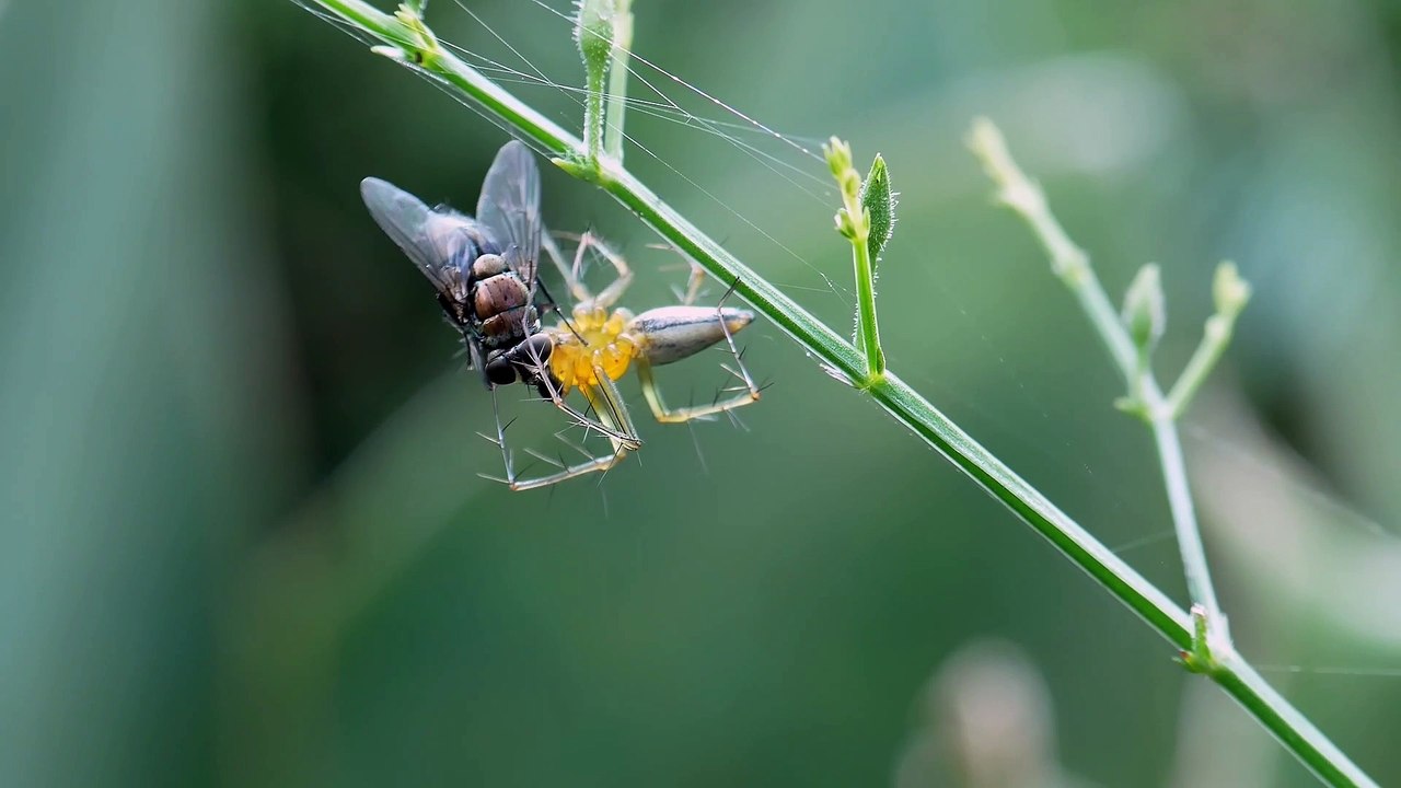 Lynx spider eat pray
