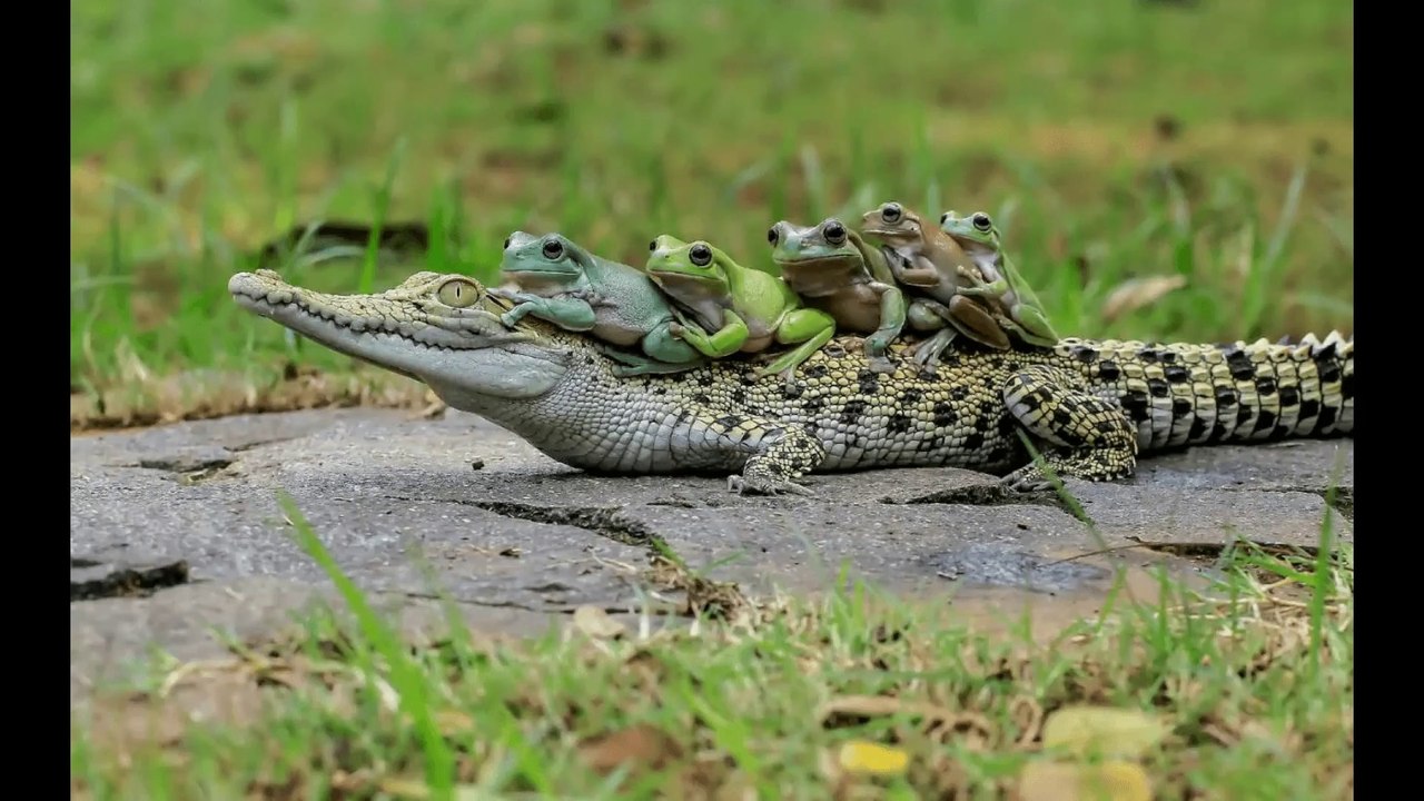 WeeklyWildlife: Australian Special