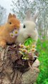 Cute Bunny | Cute rabbit video | cute Funny Animal
