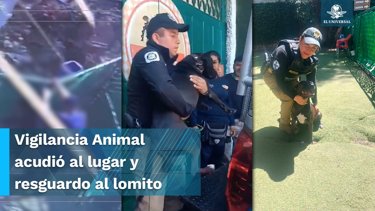 Rescatan a “Margot”, perrito que sufrió maltrato animal en hotel para perros “Dogtime”