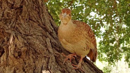 francolin teetar voice