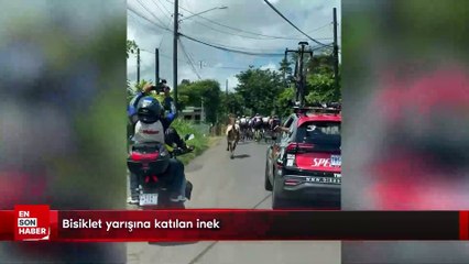 Bisiklet yarışına dahil olan inek