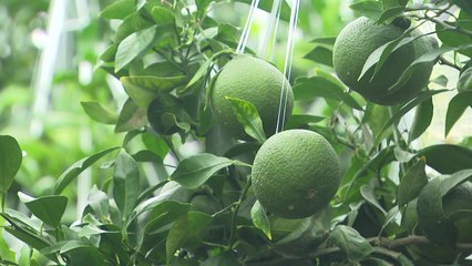 '한라에서 설악'까지 친환경 농업 열풍! / YTN