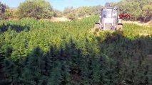 350 MILLE 620 RACINES DE CANNABIS JATUS ET HERBES DE MOUFETTE, 121 KIS DE CANNABIS ONT ÉTÉ SAISIS À DIYARBAKIR