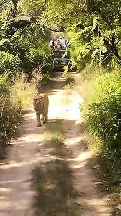 Sariska Sanctuary opened for tourists