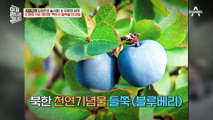 힘이 들쭉(?) 난다는 술! 북한 백두산 들쭉술의 비밀은?