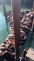 Les lions de mer se pressent sur le quai pour la sieste