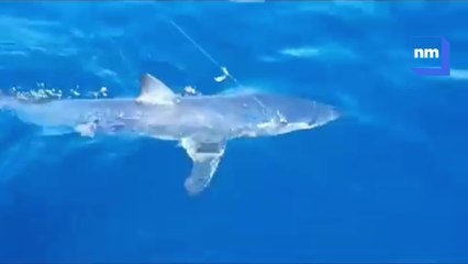 Un requin Mako d’1m20 pêché à Giens !