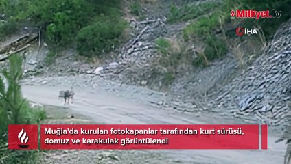Belgeselleri andıran görüntüler... Yaban hayatı fotokapanlarla böyle yansıdı