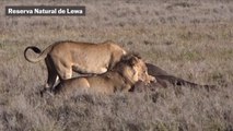 Disminuye la población de leones en Kenia