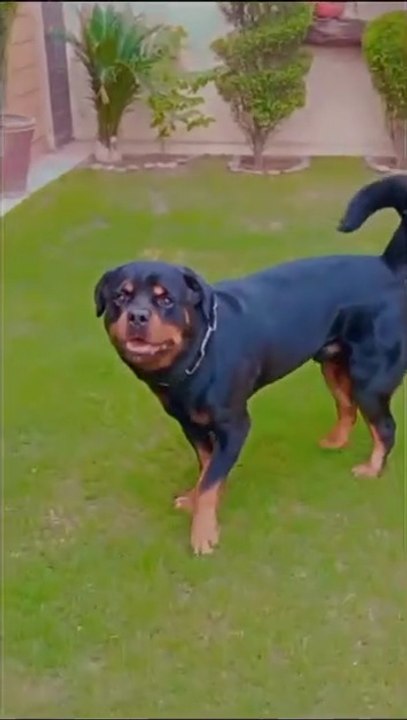 Rottweiler Cuteness Overloaded | Rottweiler Dog | #ytshorts #rottweiler #viralvideo