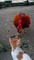 Cat And Hen Fight | Animals Funny Moments | Beautiful Pets | Cat And Hen Funny Moments | Cute Pets #animal #cats #satisfyingvideos