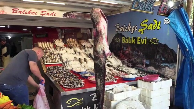 Yeşilırmak Nehri'nde oltayla 55 kilogramlık dev yayın balığı yakalandı