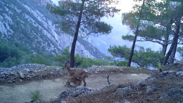 Anne ve yavru yaban keçilerinin görüntüleri fotokapana böyle yansıdı