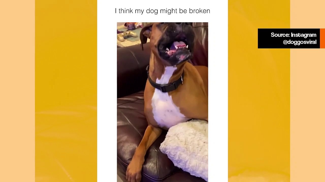 Hilarisches Video: Treffen Sie den Hund mit dem bizarrsten Niesen auf dem Planeten