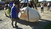 Voici le plus gros potiron de France, il pèse 928 kg et il est comestible