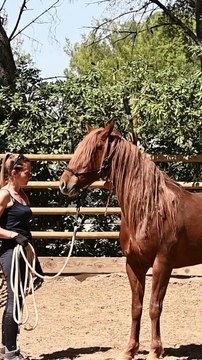 , Maéva Munier a récupéré deux chevaux sauvages américains au sein du centre équestre des 3 Fers. Et a bénéficié d’un élan de solidarité pour acquérir l’un d’eux.
