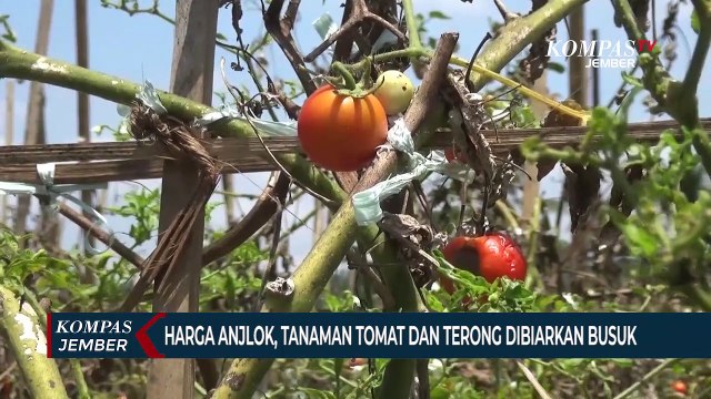 Harga Anjlok, Petani Biarkan Tanaman Tomat dan Terong Membusuk