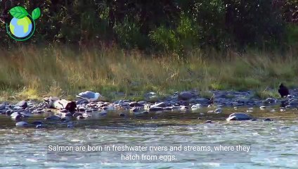 Discover the Amazing Life Cycle of Salmon in Just 3 Minutes 🐟