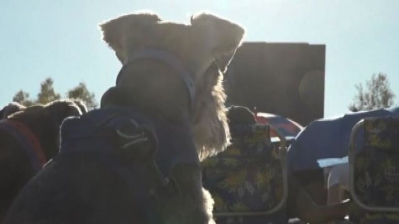 Mai cosi tanti cani per un film, proiezione da...