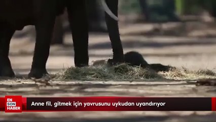 Anne fil, gitmek için yavrusunu uykudan uyandırıyor