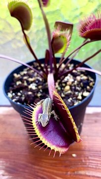 Venus Flytrap Catches Lizard
