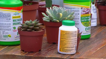 bd-publireportaje-evergreen-250923