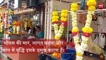 (Ganeshotsav 2023 Surat) गणेशोत्सव की धूमधाम में फल-फूलों के दामों में तेजी से बढ़ोतरी