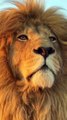 Be a King | Wild Lion | Nature World | Amazing View | Peaceful