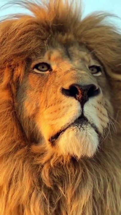Be a King | Wild Lion | Nature World | Amazing View | Peaceful
