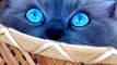 Beautiful Blue Eye Cat | 4K Nature Video | Beautiful Nature Video