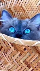 Beautiful Blue Eye Cat | 4K Nature Video | Beautiful Nature Video