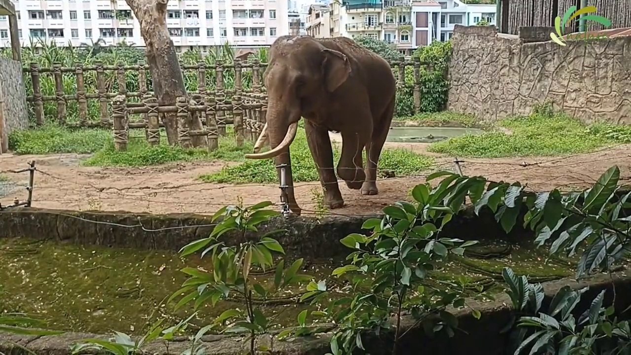 Elephant Beautiful Dance