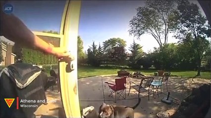 Excited Dogs Knock Down Owner | Doorbell Camera Video