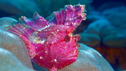 Camila Dorez  Naked Soul Foreign Music Good Vibe English Songs