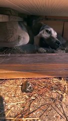 Çanakkale yangınında kedileri ateşten korumak için siper olan köpek…