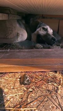 Çanakkale yangınında kedileri ateşten korumak için siper olan köpek…