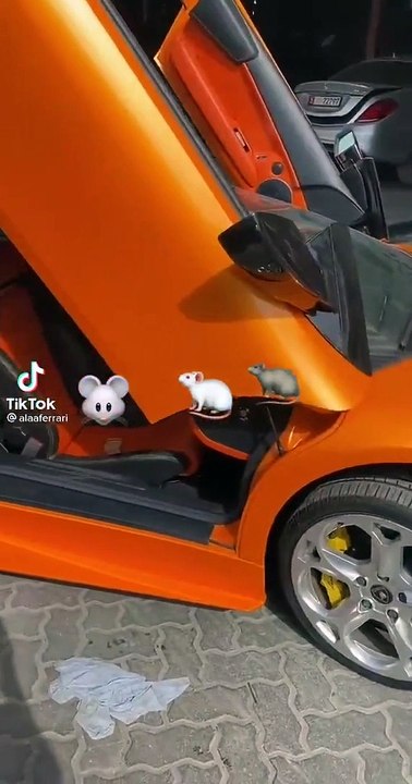 Les souris aussi adorent les Lamborghini Gallardo